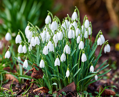 Buy stock photo Nature, plants and white snowdrop in garden with natural landscape, morning blossom and calm floral environment. Growth, peace and spring flowers with green leaves, backyard and countryside with bush