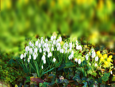 Buy stock photo Galanthus nivalis was described by the Swedish botanist Carl Linnaeus in his Species Plantarum in 1753, and given the specific epithet nivalis, meaning snowy (Galanthus means with milk-white flowers). 
