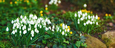 Buy stock photo Rocks, growth and white snowdrop in garden with natural landscape, morning blossom and environment. Spring flowers, peace or nature with green leaves in backyard, countryside or floral plants in bush