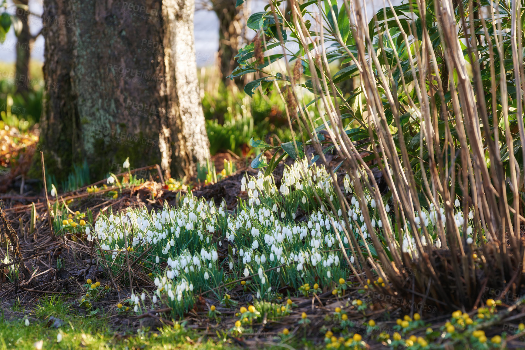 Buy stock photo Flower, forest and spring with plants, grass and tree in nature with blossom and branch. Outdoor, green and garden with woods and field with leaves and white petal with Galanthus nivalis at morning