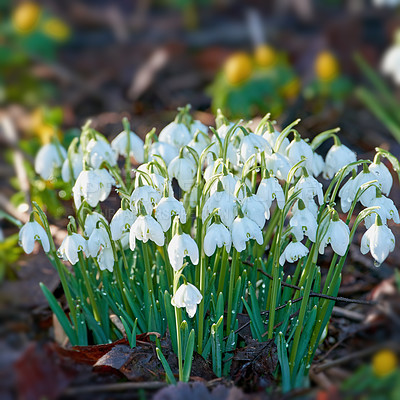 Buy stock photo Nature, flowers and white snowdrop in garden with natural landscape, morning blossom and calm floral environment. Growth, peace and spring with green leaves in backyard, countryside bush and plants