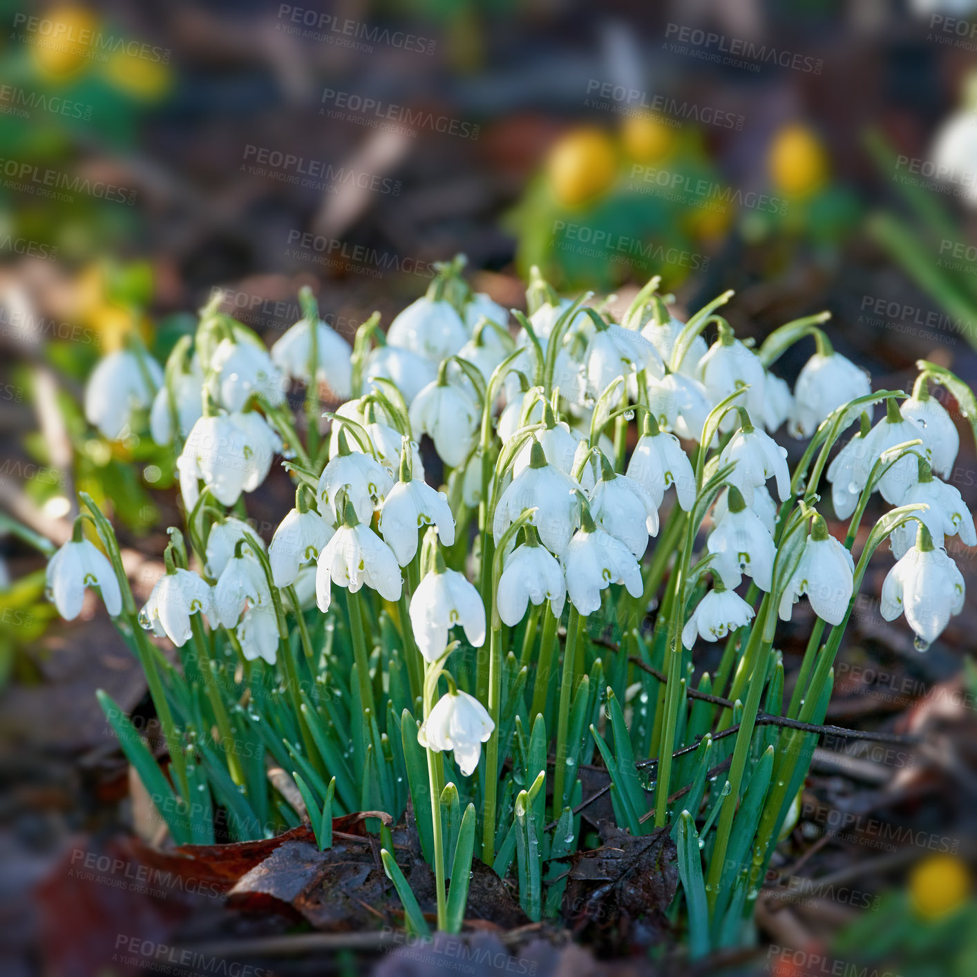 Buy stock photo Nature, flowers and white snowdrop in garden with natural landscape, morning blossom and calm floral environment. Growth, peace and spring with green leaves in backyard, countryside bush and plants