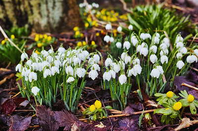 Buy stock photo Galanthus nivalis was described by the Swedish botanist Carl Linnaeus in his Species Plantarum in 1753, and given the specific epithet nivalis, meaning snowy (Galanthus means with milk-white flowers). 
