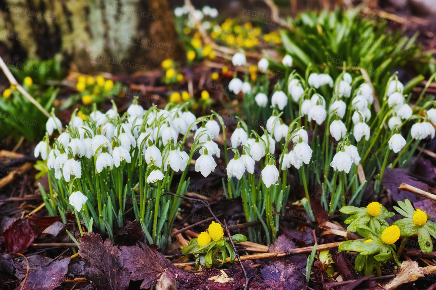 Buy stock photo Galanthus nivalis was described by the Swedish botanist Carl Linnaeus in his Species Plantarum in 1753, and given the specific epithet nivalis, meaning snowy (Galanthus means with milk-white flowers). 
