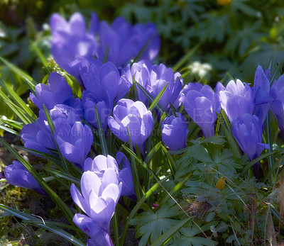 Buy stock photo Closeup of purple crocus flowers growing outside in the garden during spring. Zoomed in on group of seasonal fresh plants blooming in backyard and nature. Little blossoming flora in morning sunshine