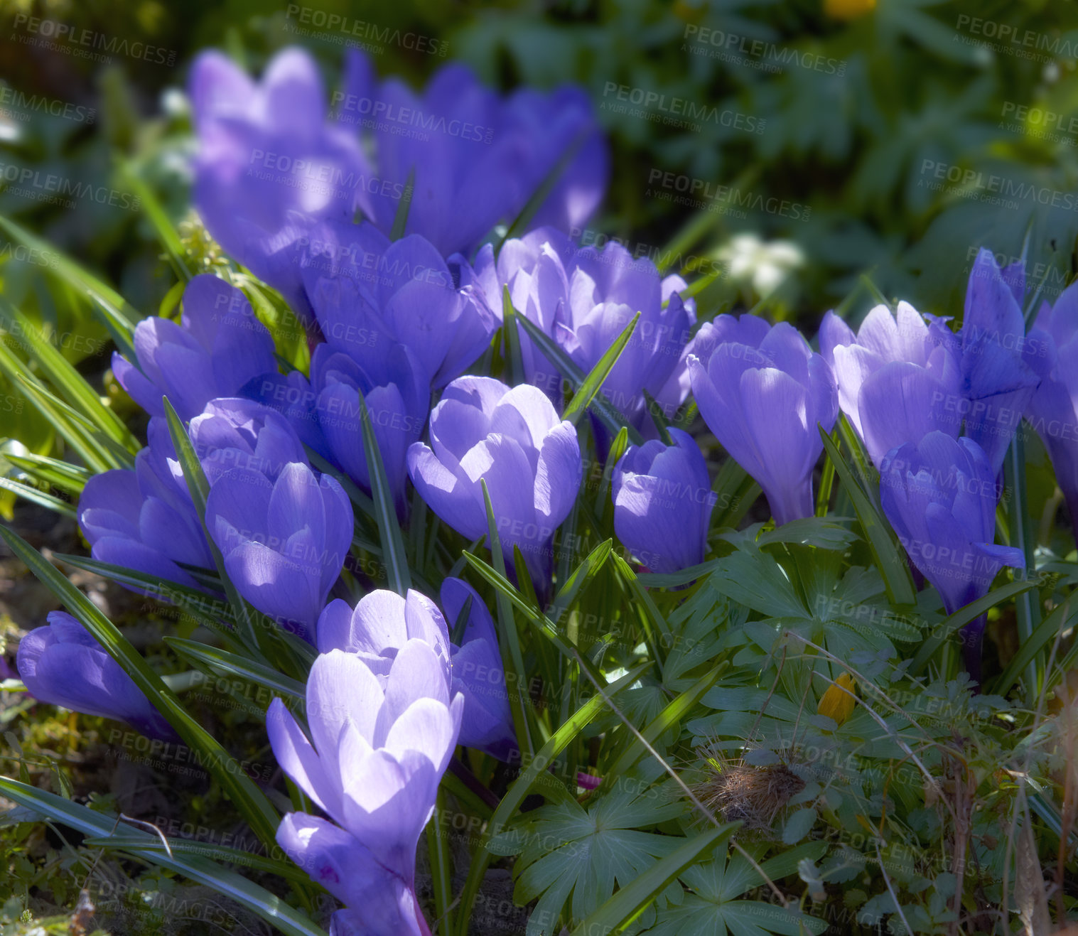 Buy stock photo Closeup of purple crocus flowers growing outside in the garden during spring. Zoomed in on group of seasonal fresh plants blooming in backyard and nature. Little blossoming flora in morning sunshine