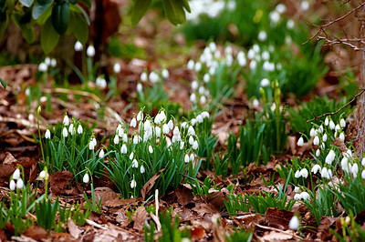 Buy stock photo Galanthus nivalis was described by the Swedish botanist Carl Linnaeus in his Species Plantarum in 1753, and given the specific epithet nivalis, meaning snowy (Galanthus means with milk-white flowers). 
