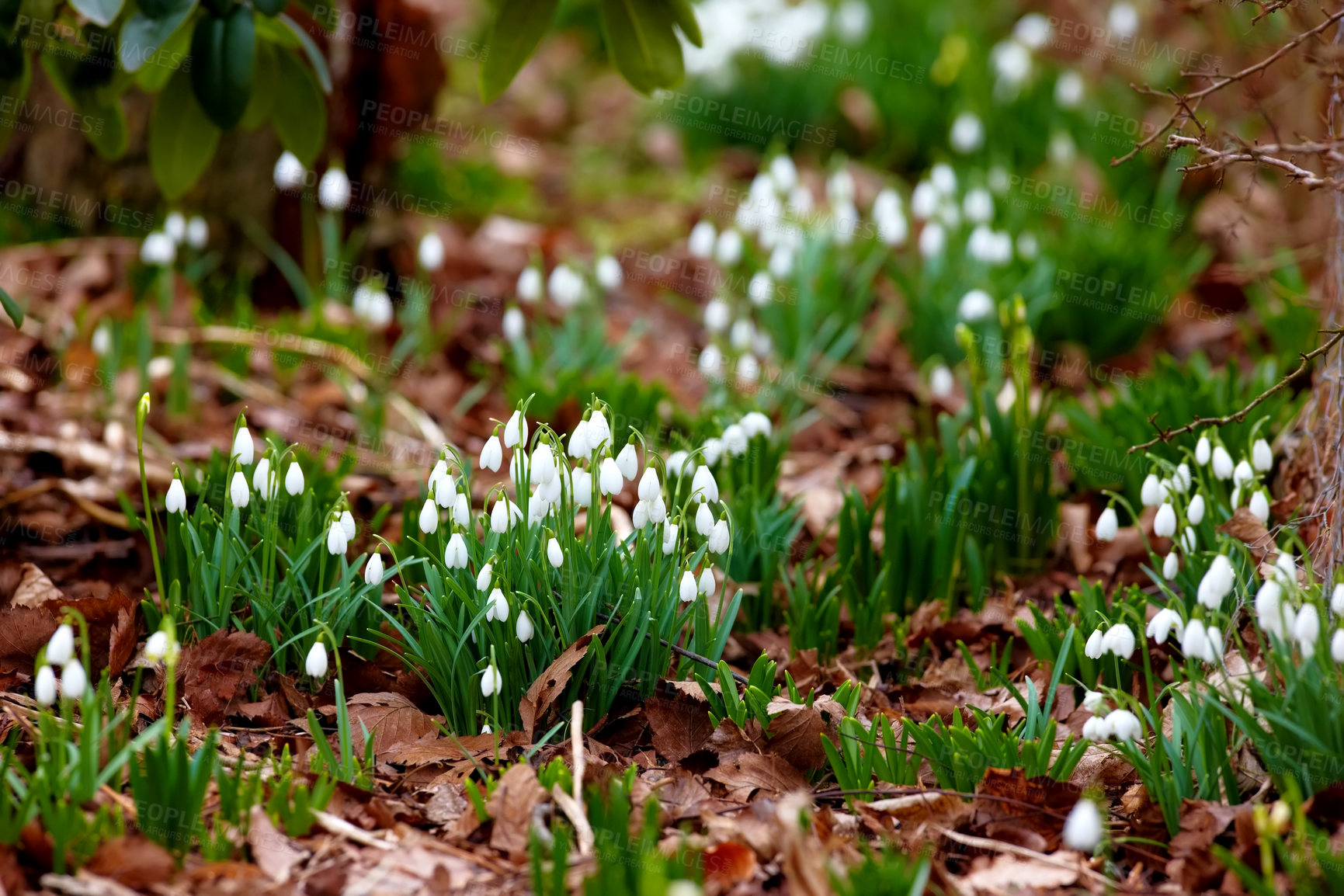 Buy stock photo Galanthus nivalis was described by the Swedish botanist Carl Linnaeus in his Species Plantarum in 1753, and given the specific epithet nivalis, meaning snowy (Galanthus means with milk-white flowers). 
