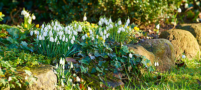 Buy stock photo Galanthus nivalis was described by the Swedish botanist Carl Linnaeus in his Species Plantarum in 1753, and given the specific epithet nivalis, meaning snowy (Galanthus means with milk-white flowers). 