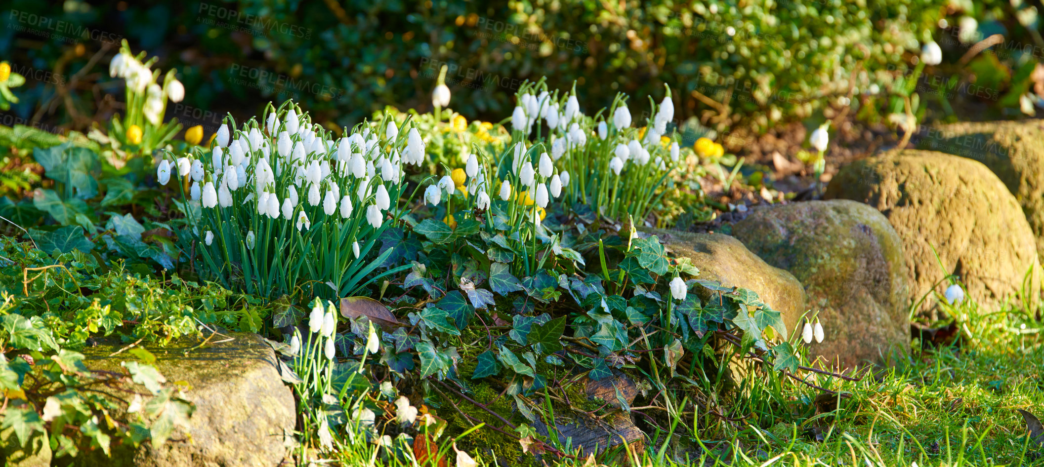 Buy stock photo Galanthus nivalis was described by the Swedish botanist Carl Linnaeus in his Species Plantarum in 1753, and given the specific epithet nivalis, meaning snowy (Galanthus means with milk-white flowers). 