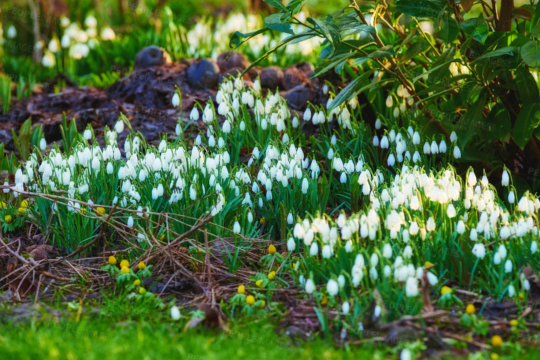 Buy stock photo Grass, growth and white snowdrop in garden with natural landscape, morning blossom and calm environment. Spring, flowers or nature with green leaves in backyard, countryside and floral plants in bush