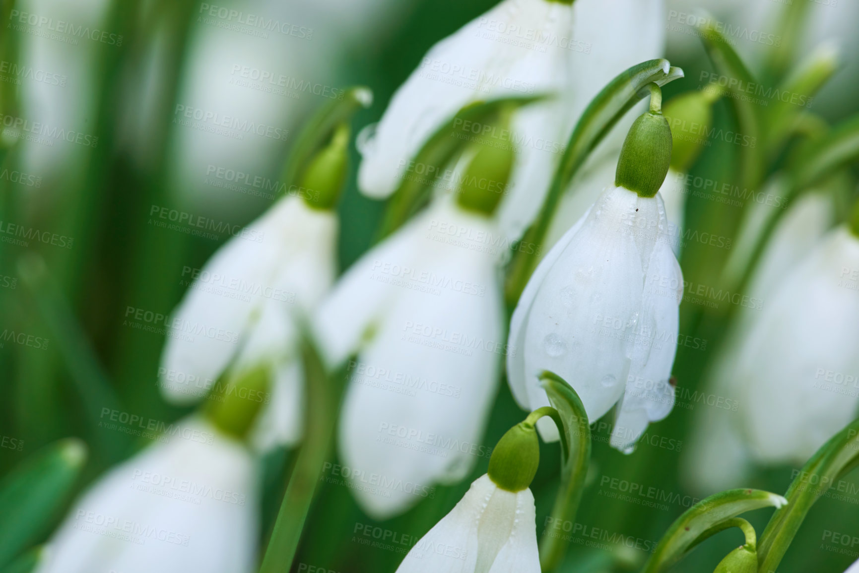 Buy stock photo Flowers, growth and white snowdrop in garden with natural landscape, morning blossom and calm environment. Spring, peace or nature with green leaves in backyard, countryside and floral plants in bush