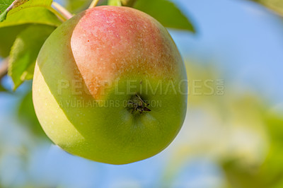 Buy stock photo Nature, tree and growth of apple from countryside, outdoor and fruit for nutrition, eating and harvest. Summer, fall and organic in rural environment for farming or garden, orchard and fiber for food