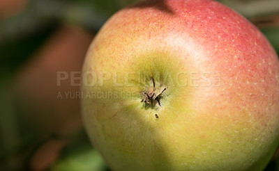 Buy stock photo Apple, fruit and healthy to eat for nutrition in farm, fall and summer in October for fresh harvest. Sunshine, closeup and natural with vitamins to enjoy for vegan or vegetarian and  agriculture