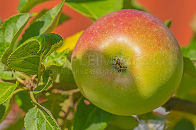 Buy stock photo Agriculture, apple and farm in countryside with fresh green produce on tree for organic health or sustainability. Environment, food and fruit in orchard for natural growth in spring or harvest season