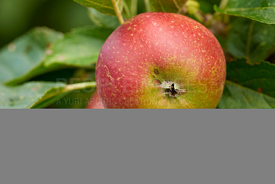 Buy stock photo Healthy, leaves and natural apple outdoor, tree and fruit for nutrition, eating and harvest. Summer, fall and green in rural environment for farming or garden, orchard and fiber for  food in China