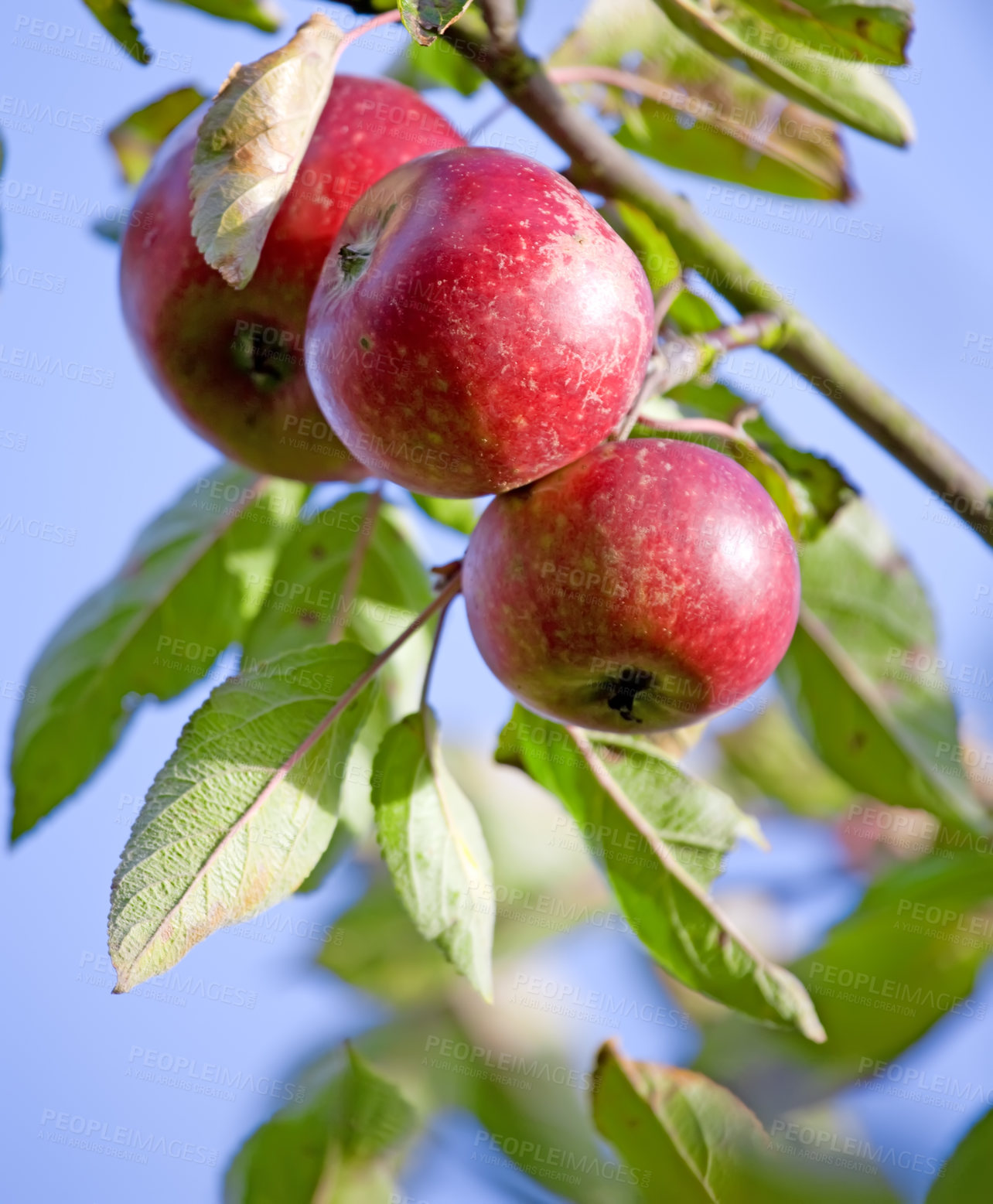 Buy stock photo Apple food, nature and fruit product plant outdoor on countryside with farming produce. Fruits, red apples and green leaf on a tree outside on a farm for agriculture and sustainable production