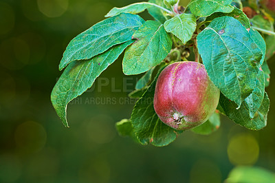Buy stock photo Branch, tree and natural apple from countryside, outdoor and fruit for nutrition, eating and harvest. Summer, fall and green in rural environment for farming or garden, orchard and fiber for food