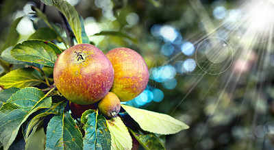 Buy stock photo Lens flare, leaves and apple outdoor in nature, organic and fruit for nutrition, eating and harvest. Summer, fall and green in rural environment for farming or garden, orchard and fiber for food