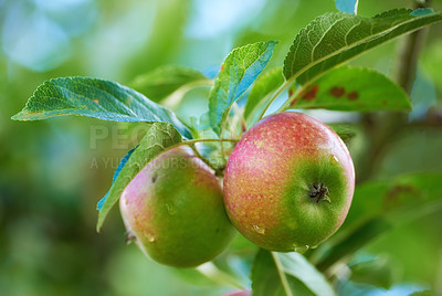 Buy stock photo Apple, tree and leaves on orchard for agriculture, nature and sustainability outdoor with food for nutrition. Growth, environment and fruit farm, harvest and crops for wellness in countryside