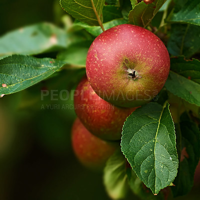 Buy stock photo Apple plants, nature and fruit product growth outdoor on countryside with farming produce. Fruits, red apples and green leaf on a tree outside on a farm for agriculture and sustainable production