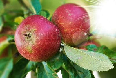 Buy stock photo Apple, farming and leaves in closeup for agriculture, nutrition and food production in countryside. Growth, red fruits and plant in orchard for sustainability, tree and ecology for organic produce