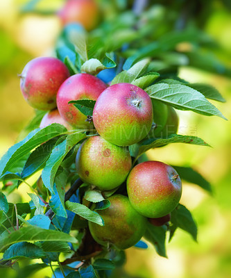 Buy stock photo Nature, agriculture and growth with apple on tree for sustainability, health and farm. Plants, environment and nutrition with ripe fruit on branch for harvesting, farming and horticulture