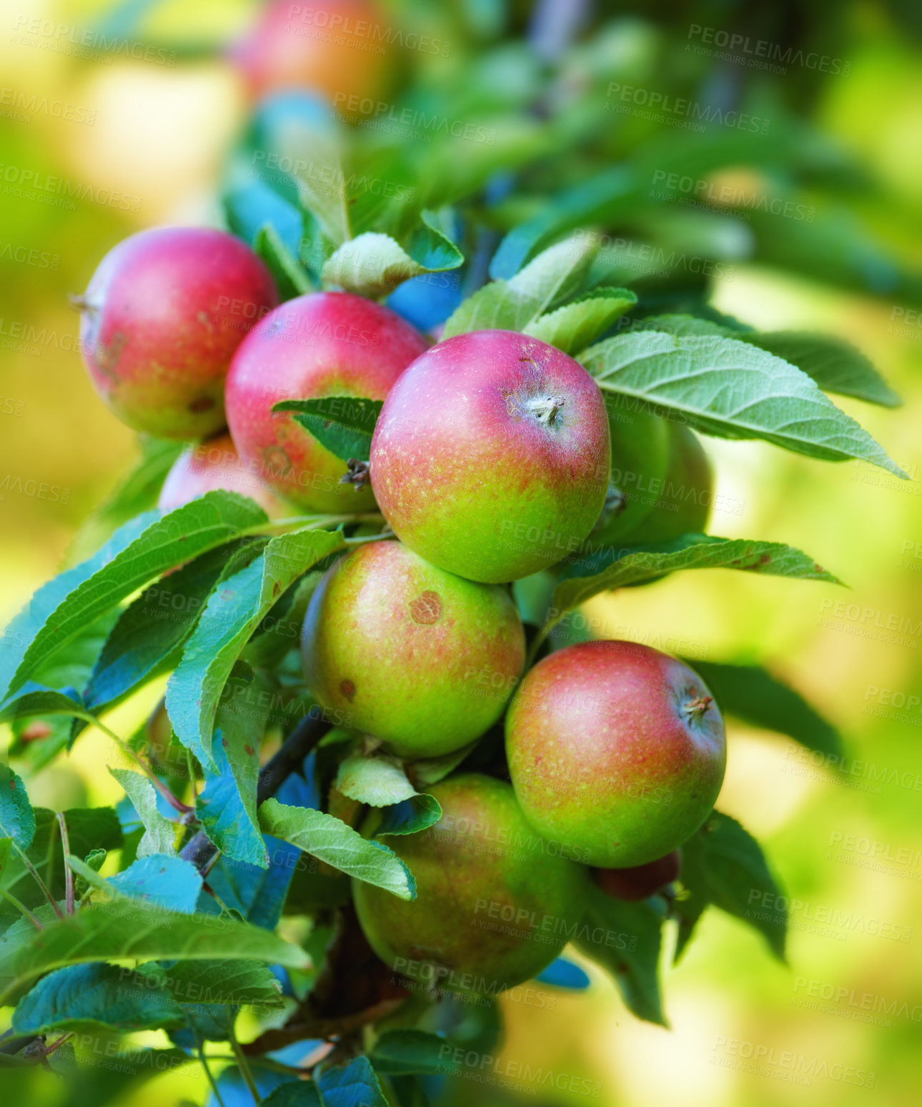 Buy stock photo Nature, agriculture and growth with apple on tree for sustainability, health and farm. Plants, environment and nutrition with ripe fruit on branch for harvesting, farming and horticulture