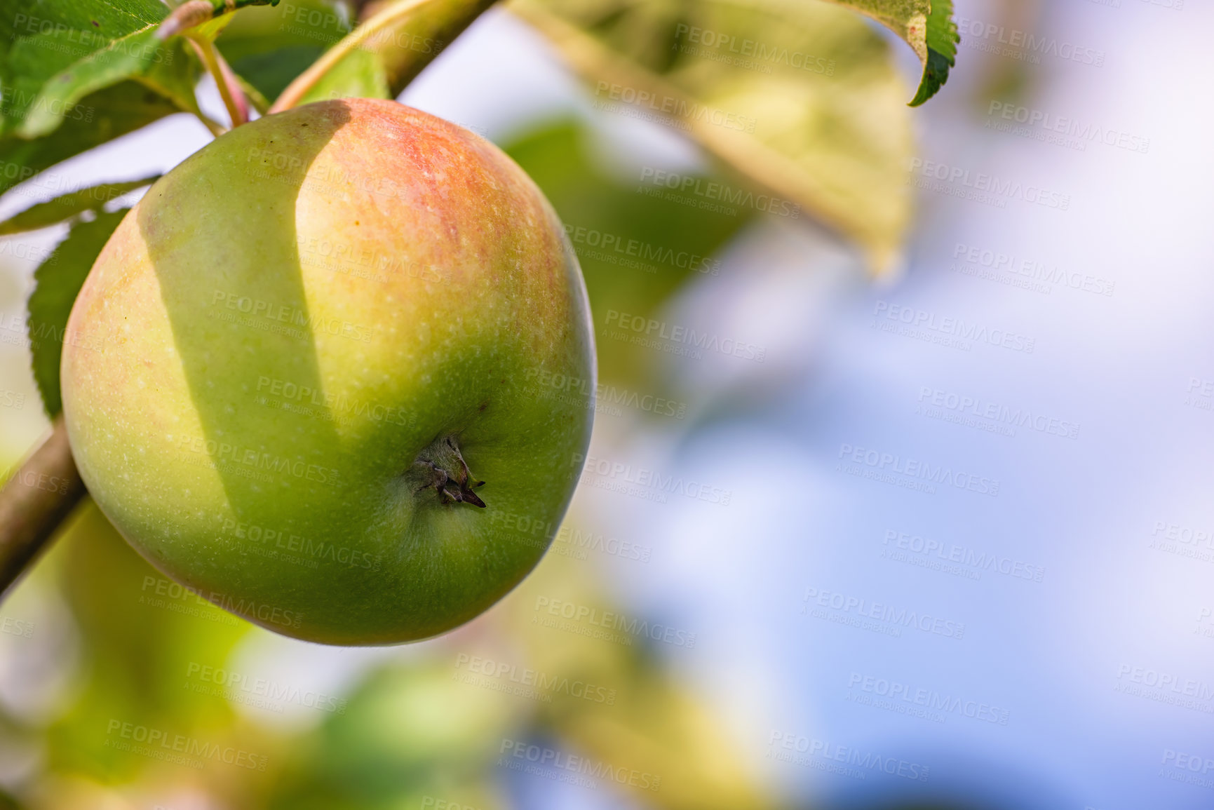 Buy stock photo Apple, farm and orchard in closeup on tree, nutrition or food production in countryside. Growth, leaves and fruit for ecology, development and agriculture for healthy diet with organic produce