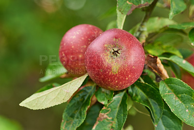 Buy stock photo Apple, farming and leaves in closeup at orchard, nutrition and food production in countryside. Growth, red fruits and plant for agriculture for sustainability, tree and ecology for organic produce