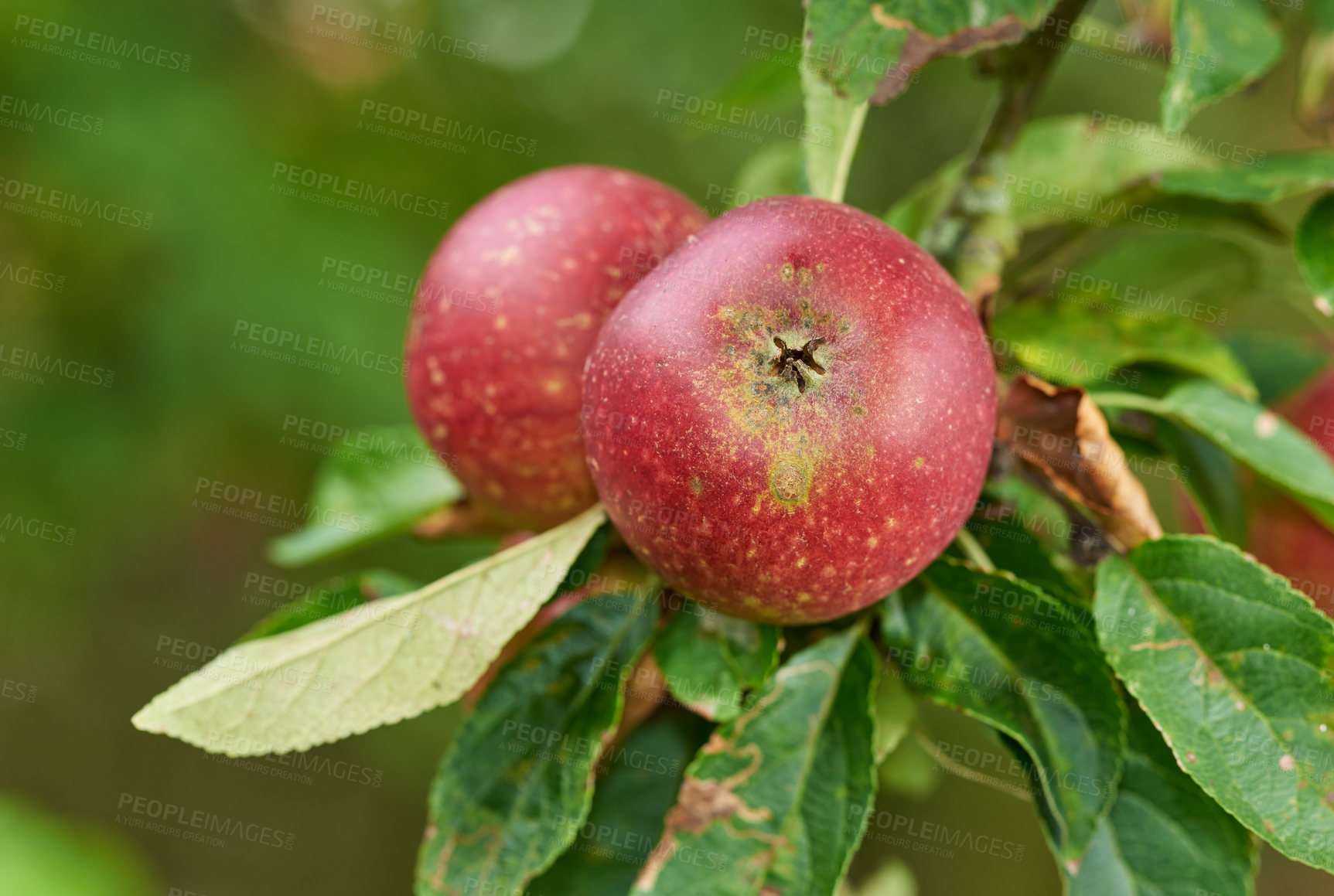 Buy stock photo Apple, farming and leaves in closeup at orchard, nutrition and food production in countryside. Growth, red fruits and plant for agriculture for sustainability, tree and ecology for organic produce