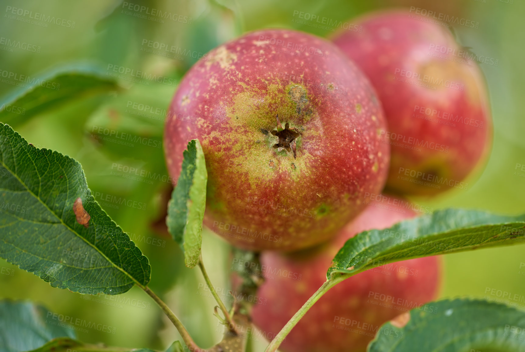 Buy stock photo Nature, agriculture and organic with apple on tree for sustainability, health and growth. Plants, environment and nutrition with ripe fruit on branch for harvesting, farming and horticulture