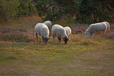 Buy stock photo Sheep grazing in a heather meadow during sunset in Rebild National Park, Denmark. A flock of woolly lambs walking and eating grass on a blooming field or a pastoral land on a farm. Free range mutton