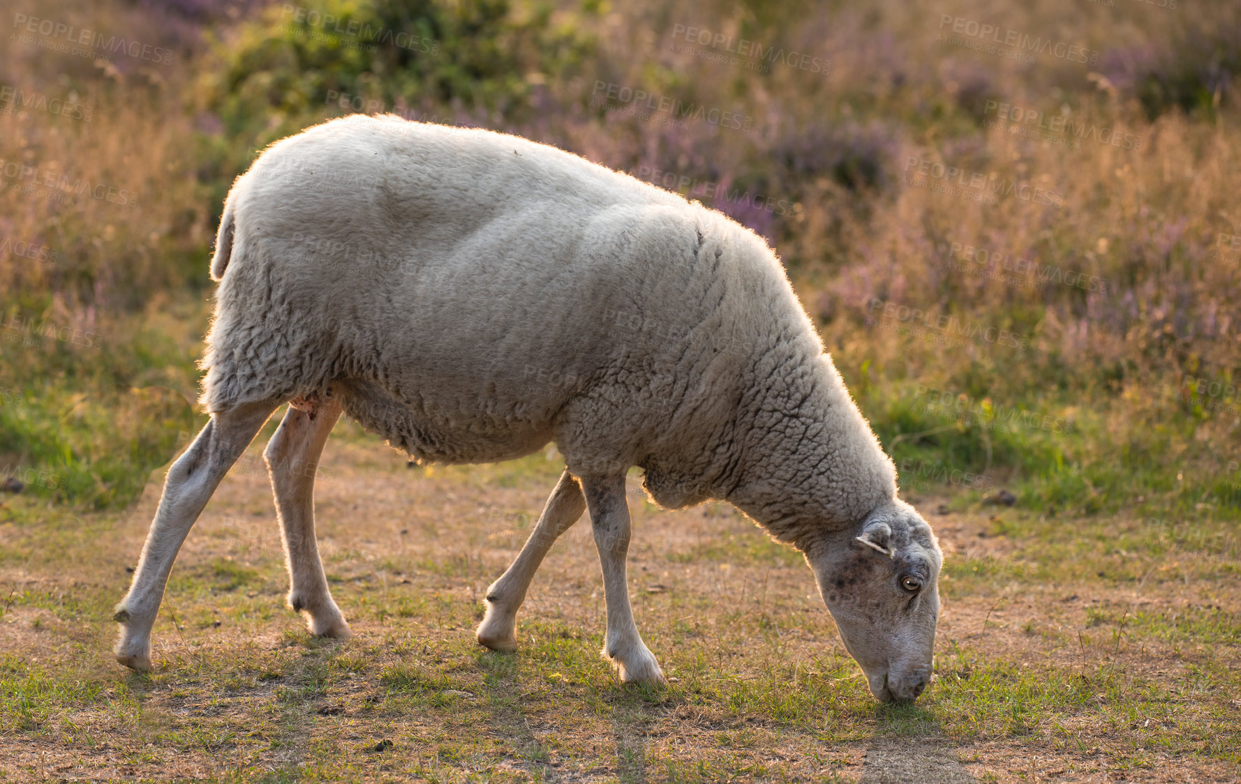 Buy stock photo A hungry sheep walks and eats grass on a green blooming field on a farm. Furry Sheep grazing in an ecologically sustainable meadow during sunset in Rebild National Park, Denmark on a summer day