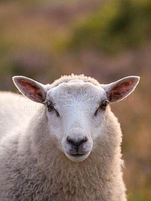 Buy stock photo Closeup portrait of sheep at sunset in Rebild National Park, Denmark with copyspace. Calm animal grazing on a pasture or open field, raised for fleece and wool on a farm. Peaceful nature in harmony