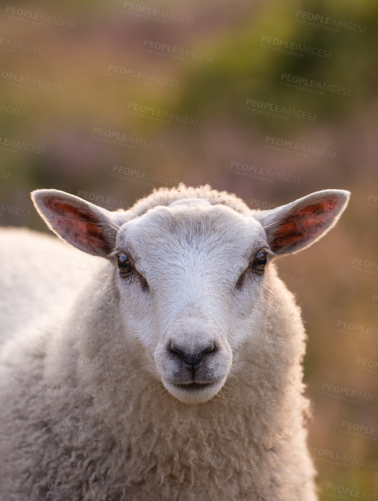 Buy stock photo Closeup portrait of sheep at sunset in Rebild National Park, Denmark with copyspace. Calm animal grazing on a pasture or open field, raised for fleece and wool on a farm. Peaceful nature in harmony