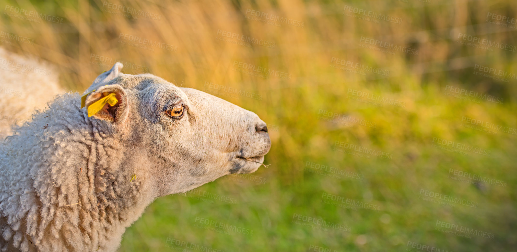 Buy stock photo Profile of one sheep in a meadow at sunset on lush farmland. Shaved sheered wooly sheep eating grass on a field. Wild livestock in Rebild National Park, Denmark. Free range organic mutton