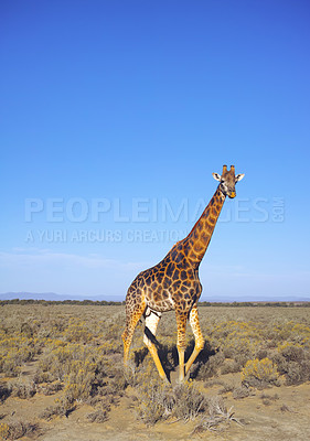 Buy stock photo Giraffe, wildlife and blue sky in Africa for nature, landscape or bush with plants, field and environment. Indigenous animal, outdoor and grass in summer tropical location for Serengeti National Park