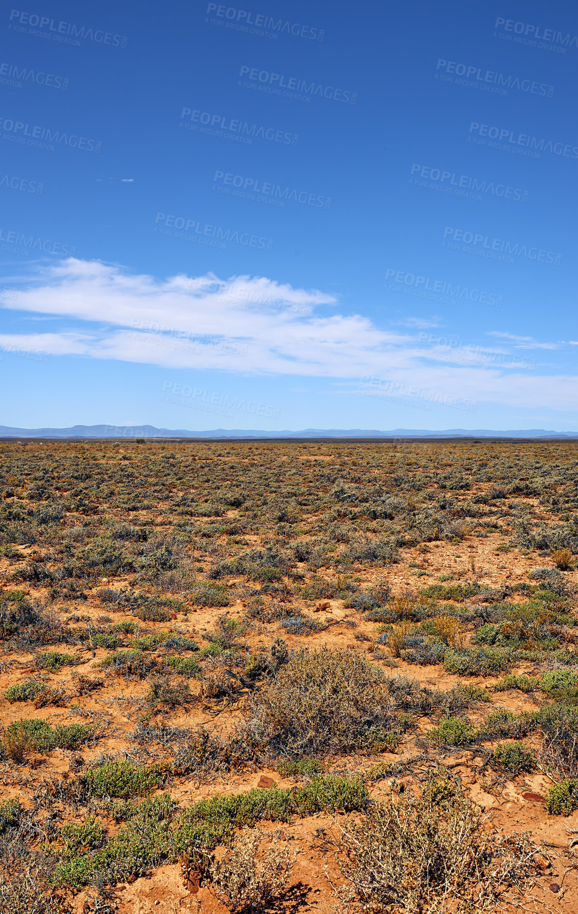 Buy stock photo A dry highland savanna on a sunny day in South Africa with copyspace. An empty landscape of barren land with dry green grassland, shrubs, thorny bushes. Uncultivated landscape area in the wilderness 