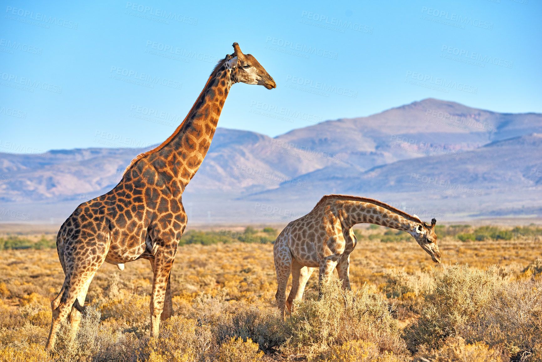 Buy stock photo Giraffes, mountain and wildlife in Africa for nature, landscape or bush with plants, field and environment. Indigenous animal, outdoor and grass in tropical summer location by Serengeti National Park