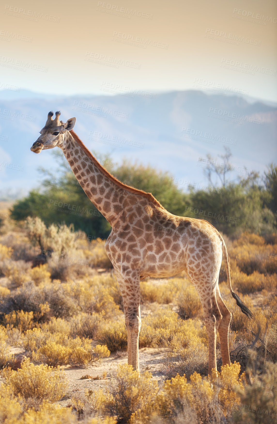 Buy stock photo Giraffe, wildlife and plants in Africa for nature, landscape or bush with mountain, field and environment. Indigenous animal, outdoor and grass in tropical summer location for Serengeti National Park