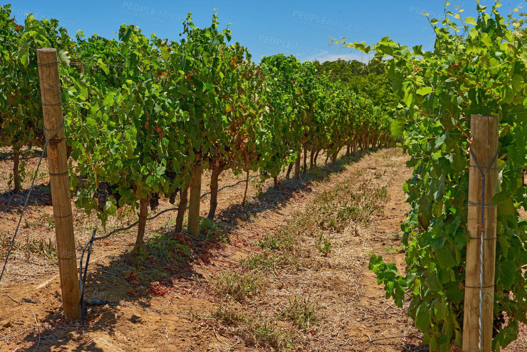 Buy stock photo Rows of grapes growing on green vines on a sunny day in a vineyard in Stellenbosch district, Western Cape Province, South Africa. Ripe fruit hanging low before being harvested for the wine industry 