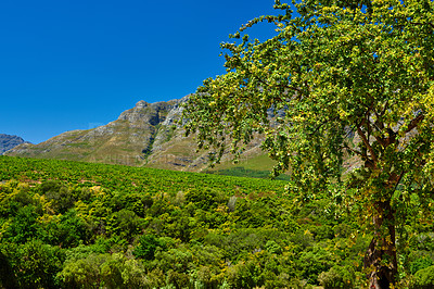 Buy stock photo Stellenbosch district, Western Cape Province, South Africa. Most famous wine producing region in South Africa, steeped in wine producing history and is home to the country's best known wine estates