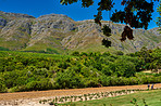 Home of South African wine