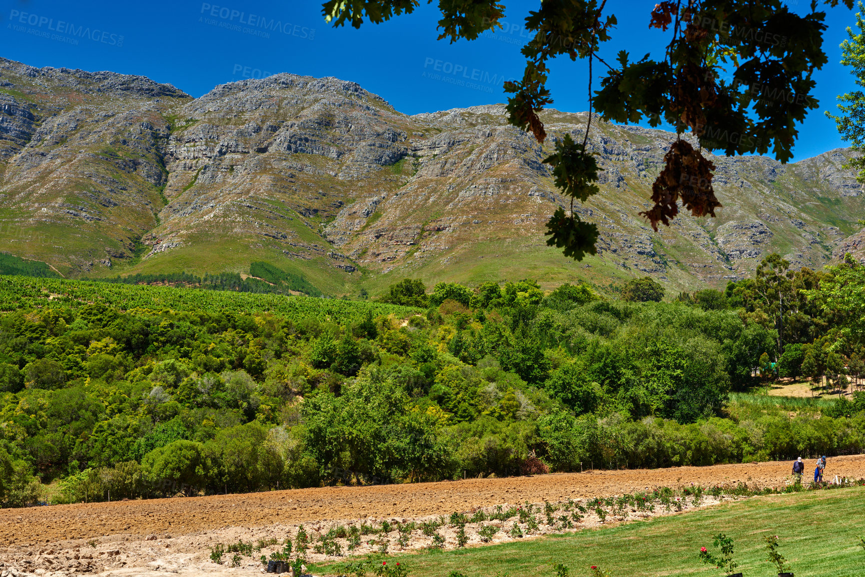 Buy stock photo Lush green farm land with a mountain in the background and copyspace. A vineyard in harvest season with green bushes. Sustainable agriculture, fresh produce for wine making or tasting in Stellenbosch