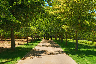 Buy stock photo Lots of tall trees in a park with a pathway and green grass or lawn. Many trees lined up or standing in a row on garden route to vineyards or near wine growing area in Sellenbosch, South Africa.