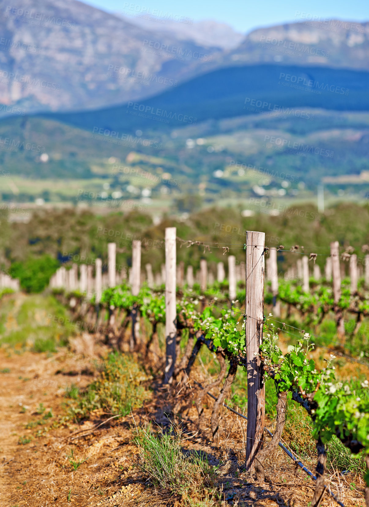 Buy stock photo Vineyards of the Stellenbosch district, Western Cape Province, South Africa. Closeup of vines growing on a sunny day on a sustainable wine farm estate with mountains on a scenic background, 
