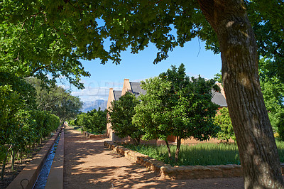 Buy stock photo Wine estate in the Cape winelands in the Stellenbosch district of the Western Province. Green trees growing along on path at a vineyard. A lovely wine farm in the countryside during summer
