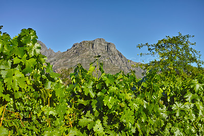 Buy stock photo Green leaves in a vineyard with a background of a mountain and copy space. Summer day with clear blue sky copyspace in Stellenbosch, South Africa. Closeup of a vibrant nature scene on rural landscape