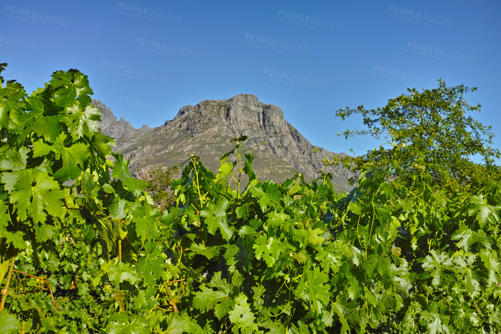 Buy stock photo Green leaves in a vineyard with a background of a mountain and copy space. Summer day with clear blue sky copyspace in Stellenbosch, South Africa. Closeup of a vibrant nature scene on rural landscape